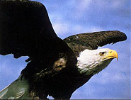 Eagle